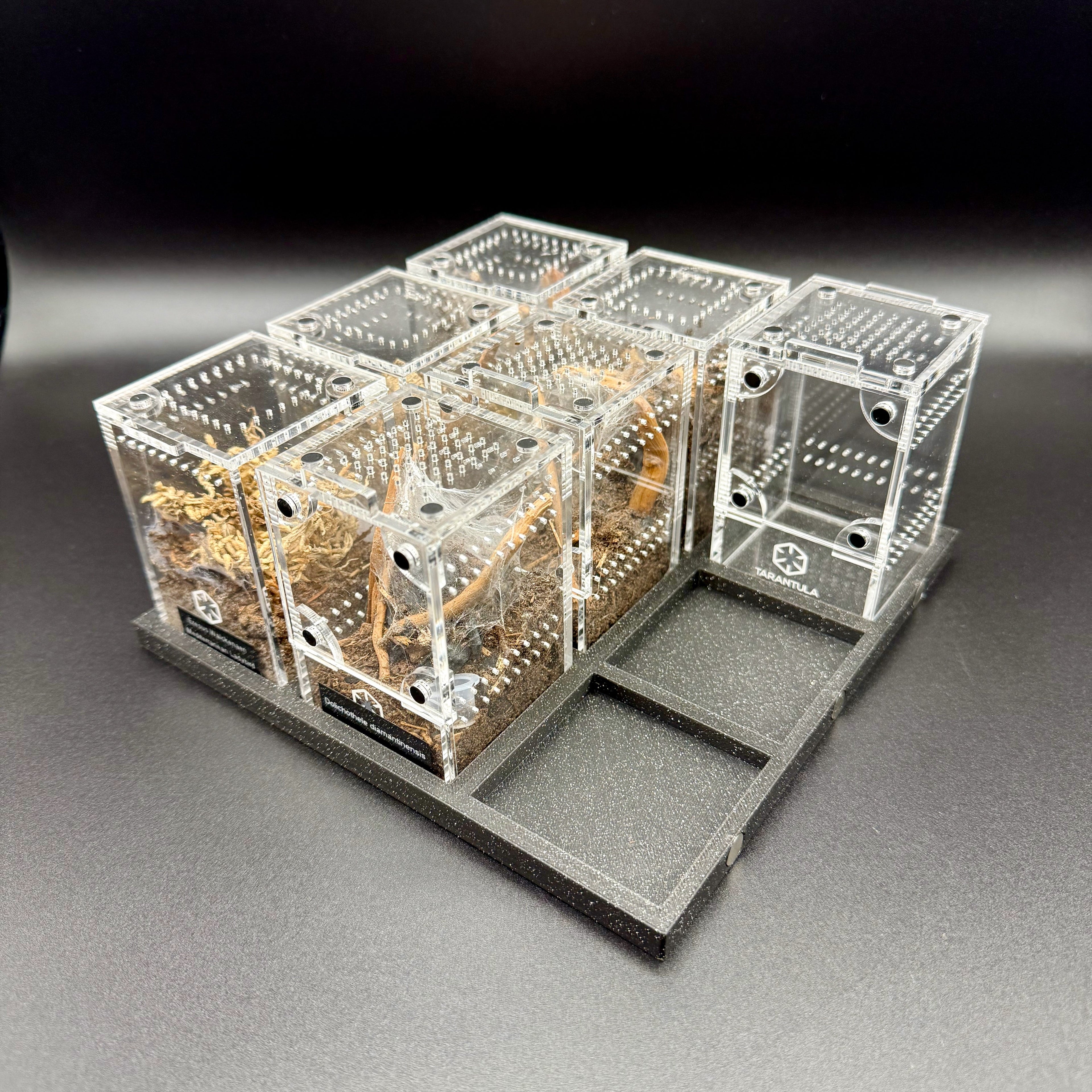 Organization for Tarantula Cribs