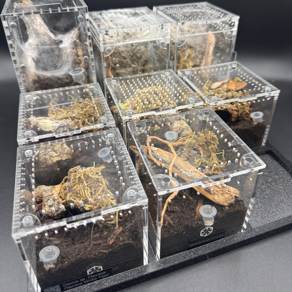 Stackable Tray System for Tarantula Cribs (Large)  - stackable organizer trays for TC Sling enclosures (Made to order)