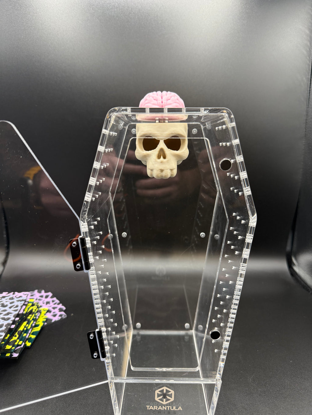 Magnetic Skull & Brain Jumping Spider Hide
