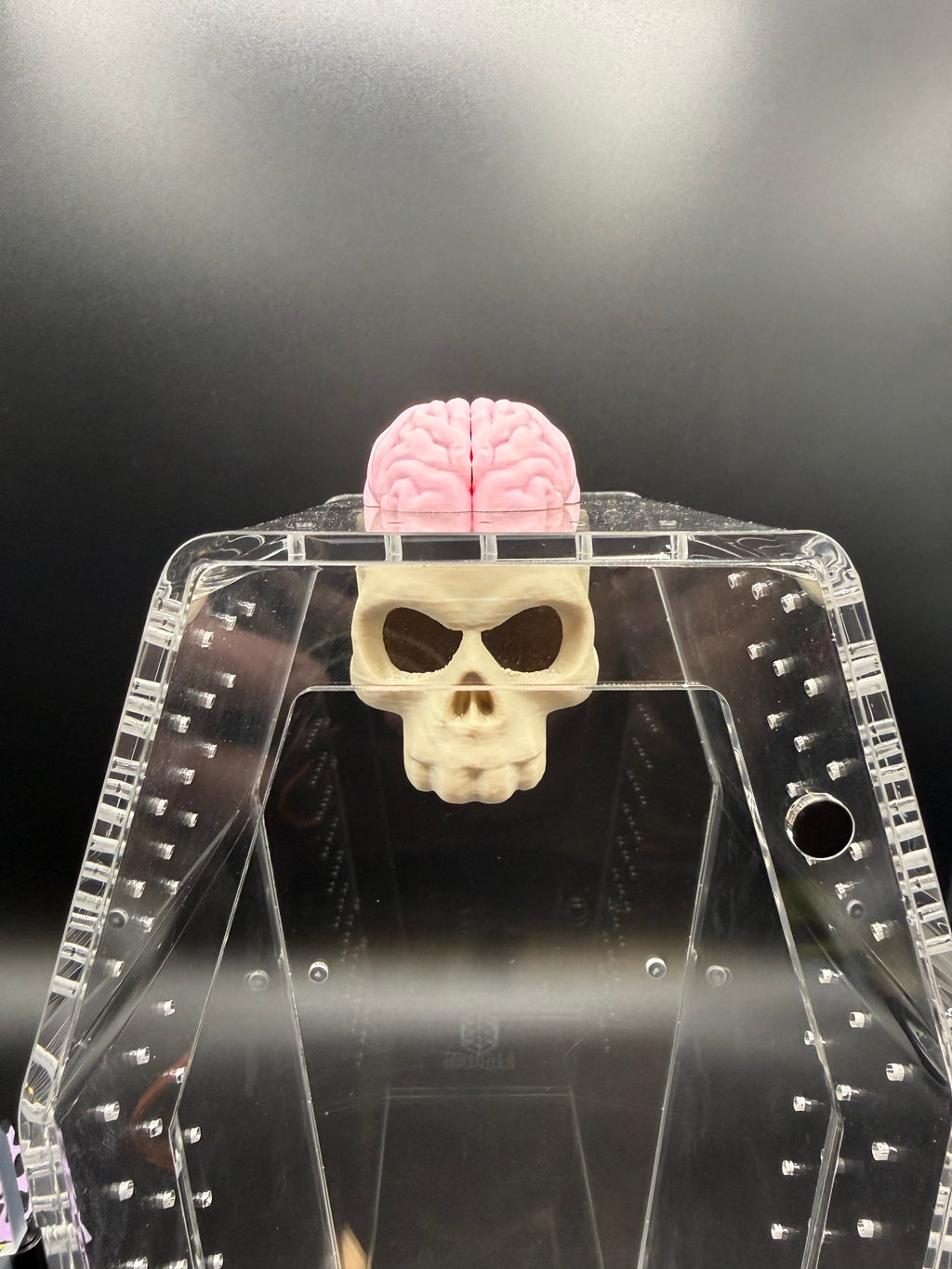 Magnetic Skull & Brain Jumping Spider Hide
