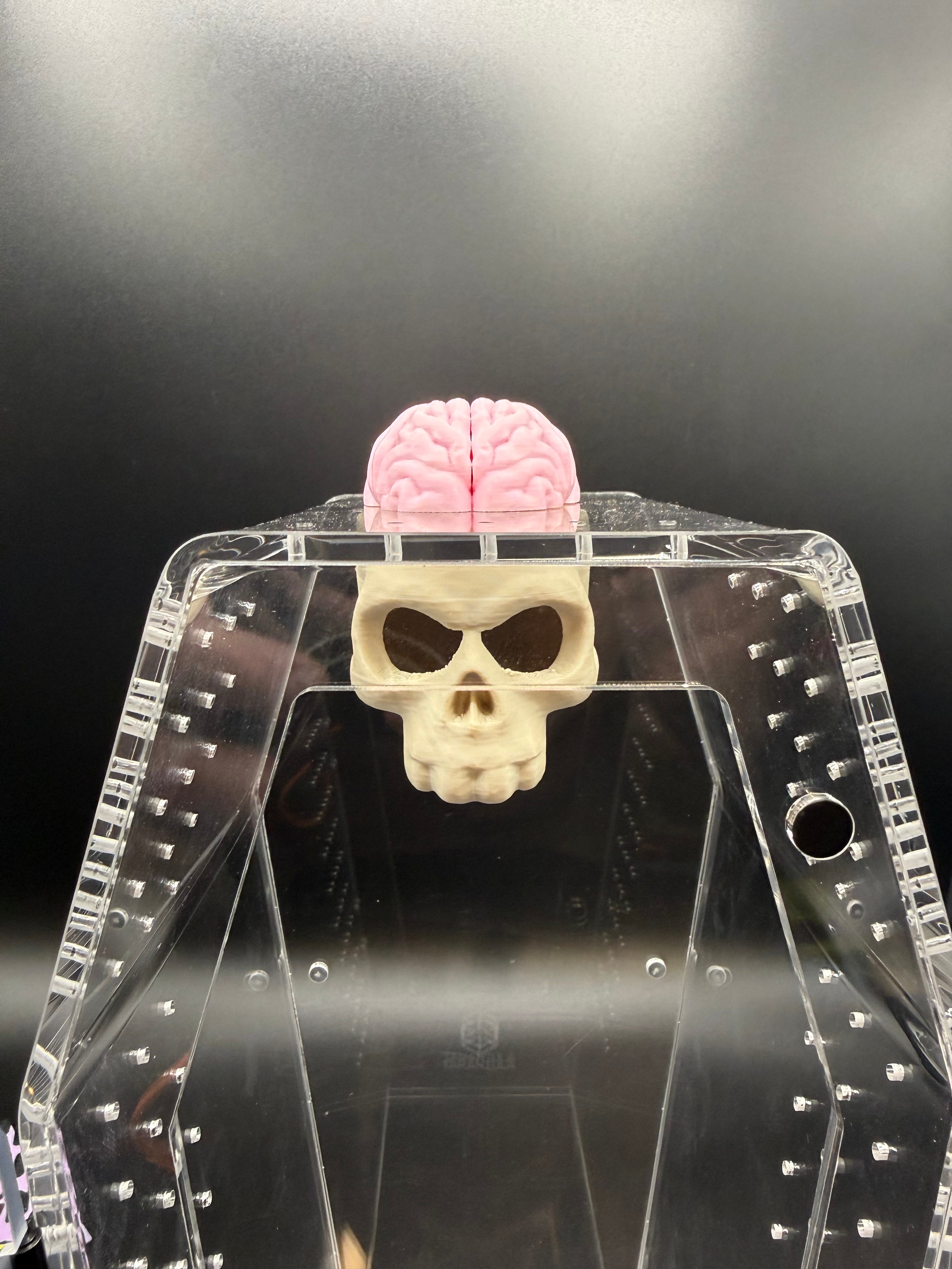 Magnetic Skull & Brain Jumping Spider Hide