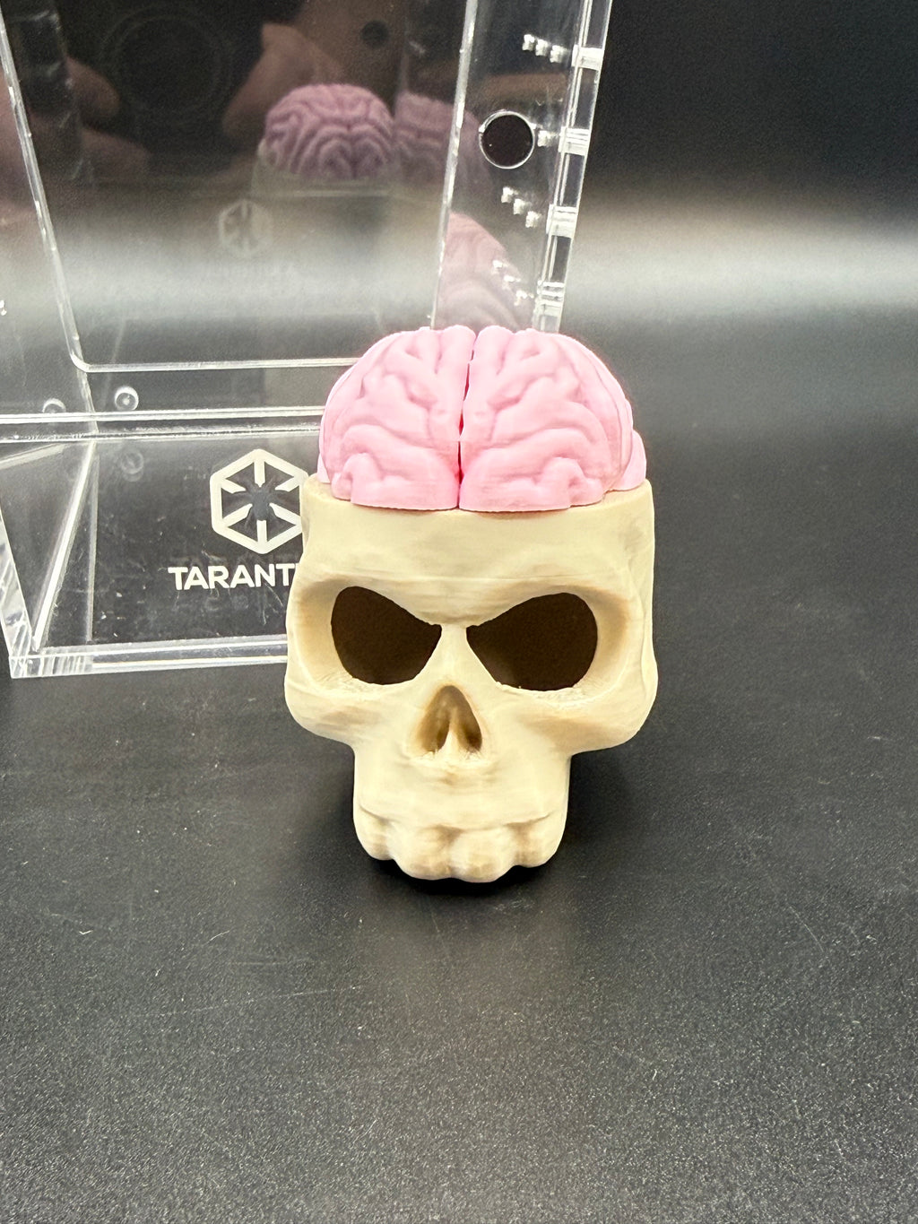 Magnetic Skull & Brain Jumping Spider Hide