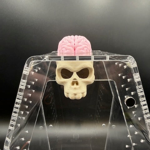 Skull & Brain Jumping Spider Hide Magnetic