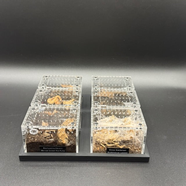 Stackable Tray System for Tarantula Cribs (Medium)  - stackable organizer trays for TC Sling enclosures (Made to order)