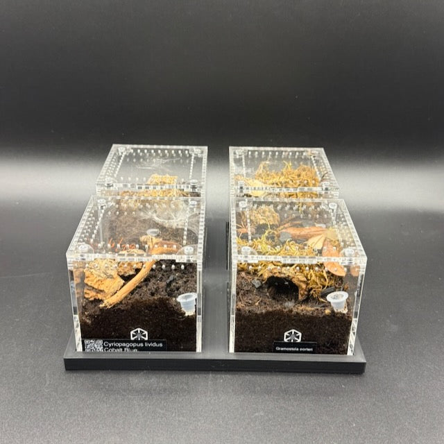 Stackable Tray System for Tarantula Cribs (Medium)  - stackable organizer trays for TC Sling enclosures (Made to order)