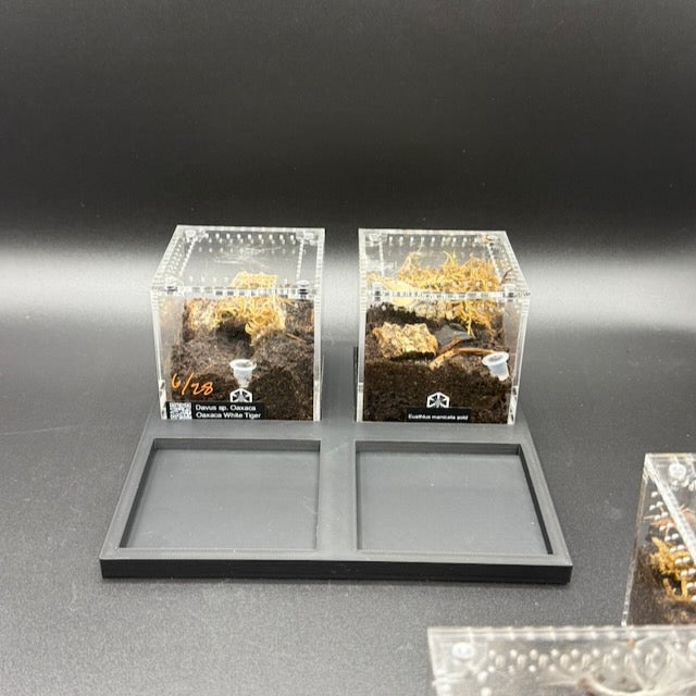 Stackable Tray System for Tarantula Cribs (Medium)  - stackable organizer trays for TC Sling enclosures (Made to order)