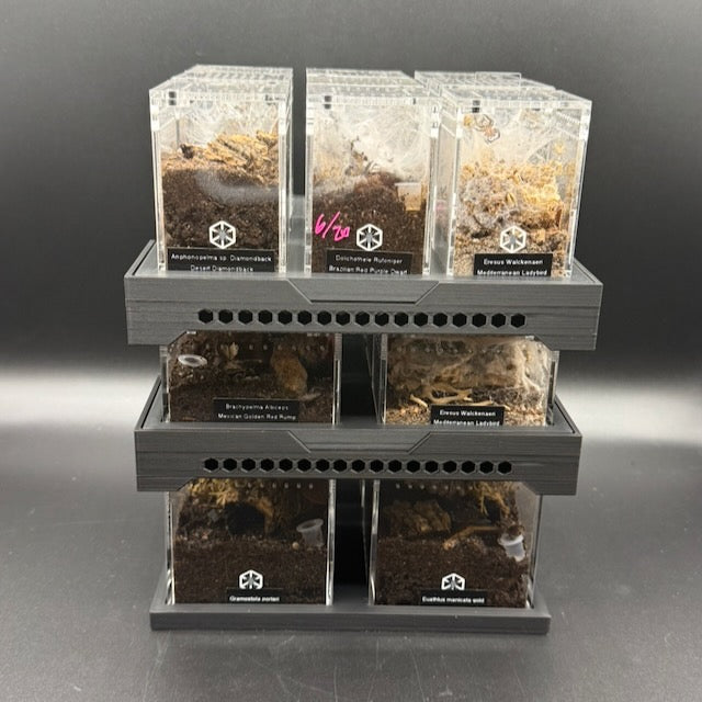 Stackable Tray System for Tarantula Cribs (Medium)  - stackable organizer trays for TC Sling enclosures (Made to order)