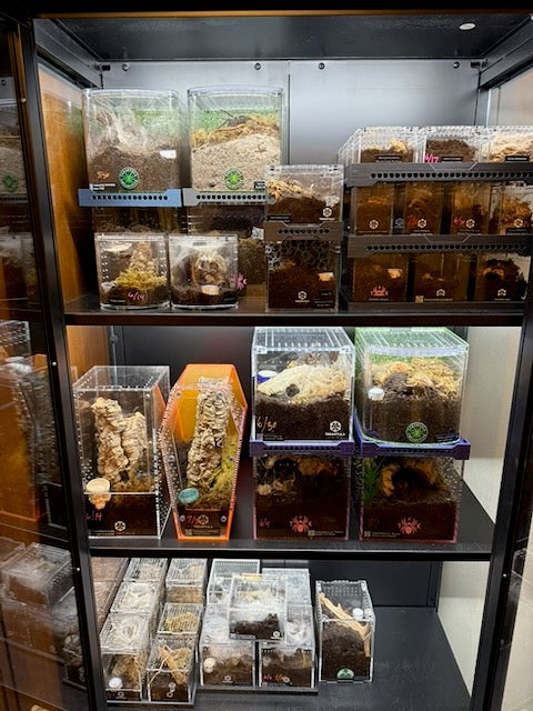 Stackable Tray System for Tarantula Cribs (Large)  - stackable organizer trays for TC Sling enclosures (Made to order)