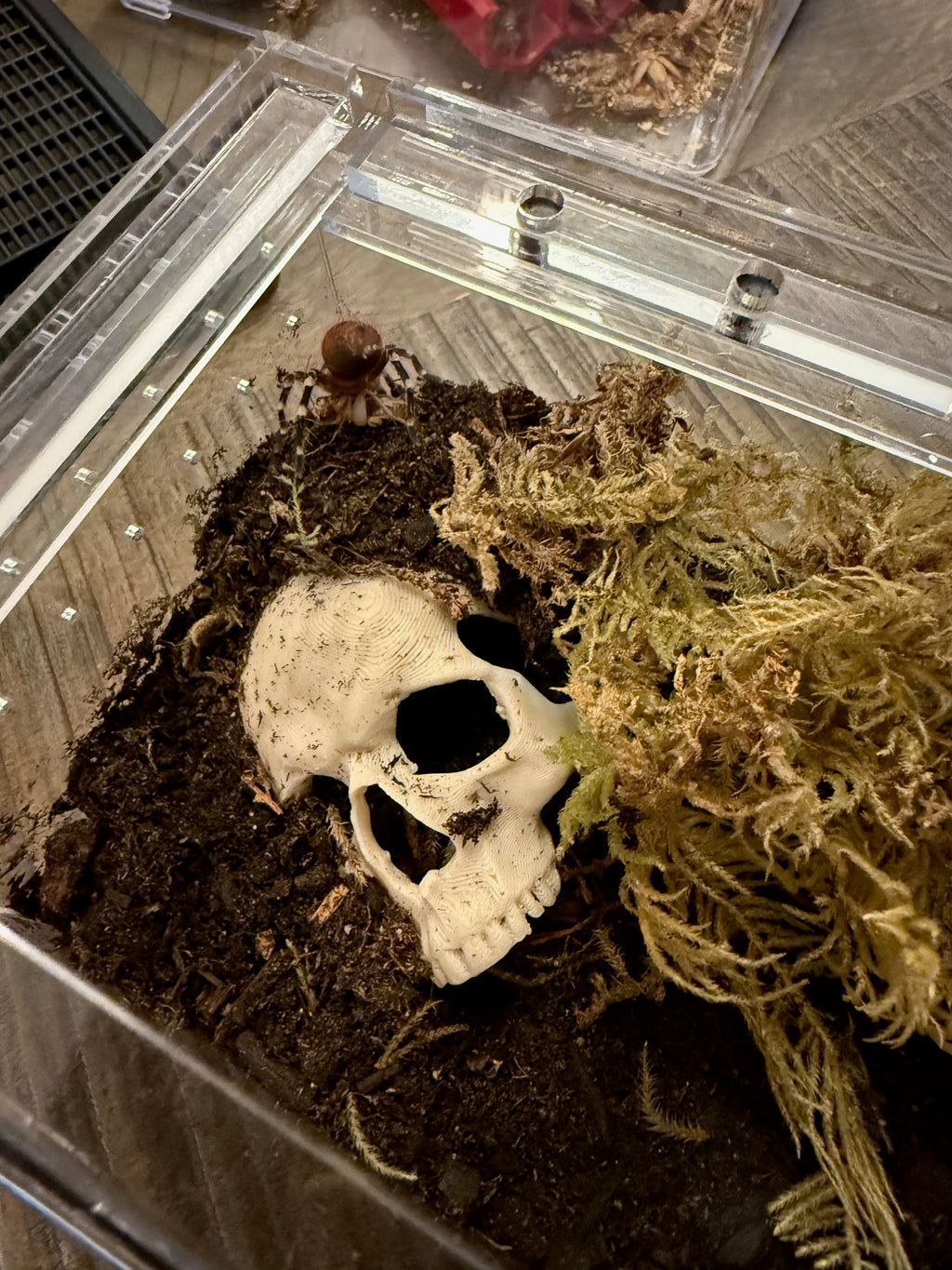 Skull Hide for Tarantulas & Reptiles – 3D Printed, Multiple Sizes