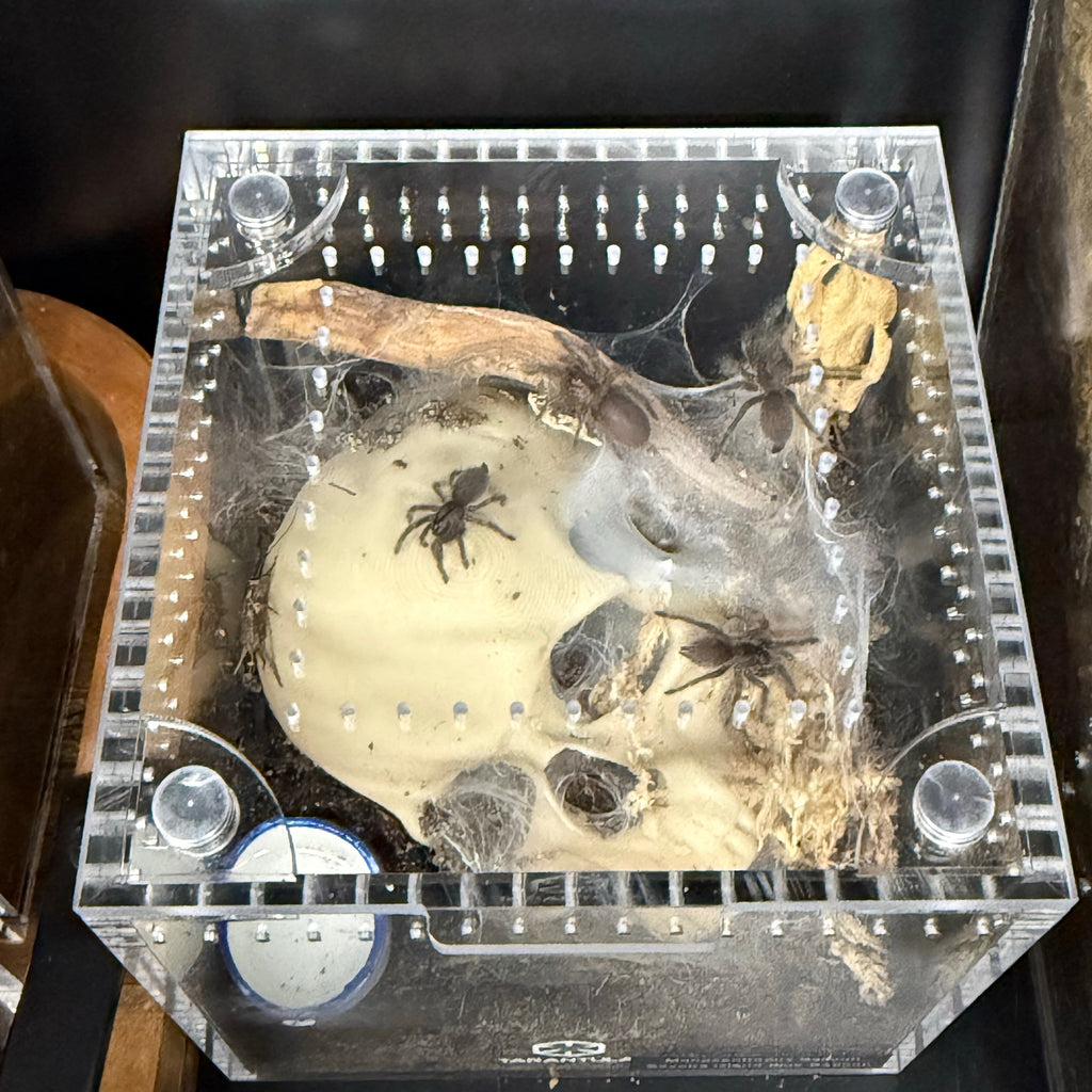 Skull Hide for Tarantulas & Reptiles – 3D Printed, Multiple Sizes