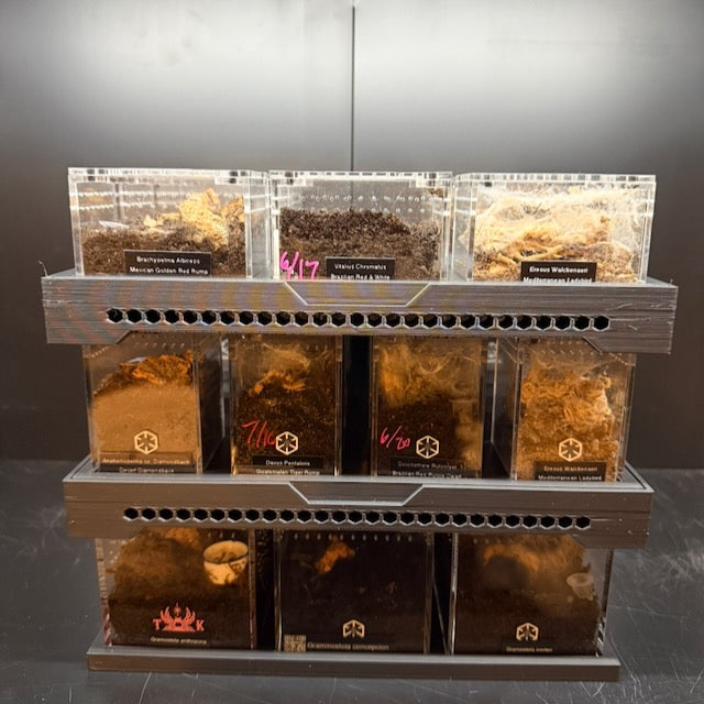 Stackable Tray System for Tarantula Cribs (Large)  - stackable organizer trays for TC Sling enclosures (Made to order)