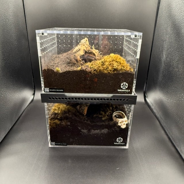 Stacker for Tarantula Cribs  – Space-Saving Enclosure Riser with Airflow Vents