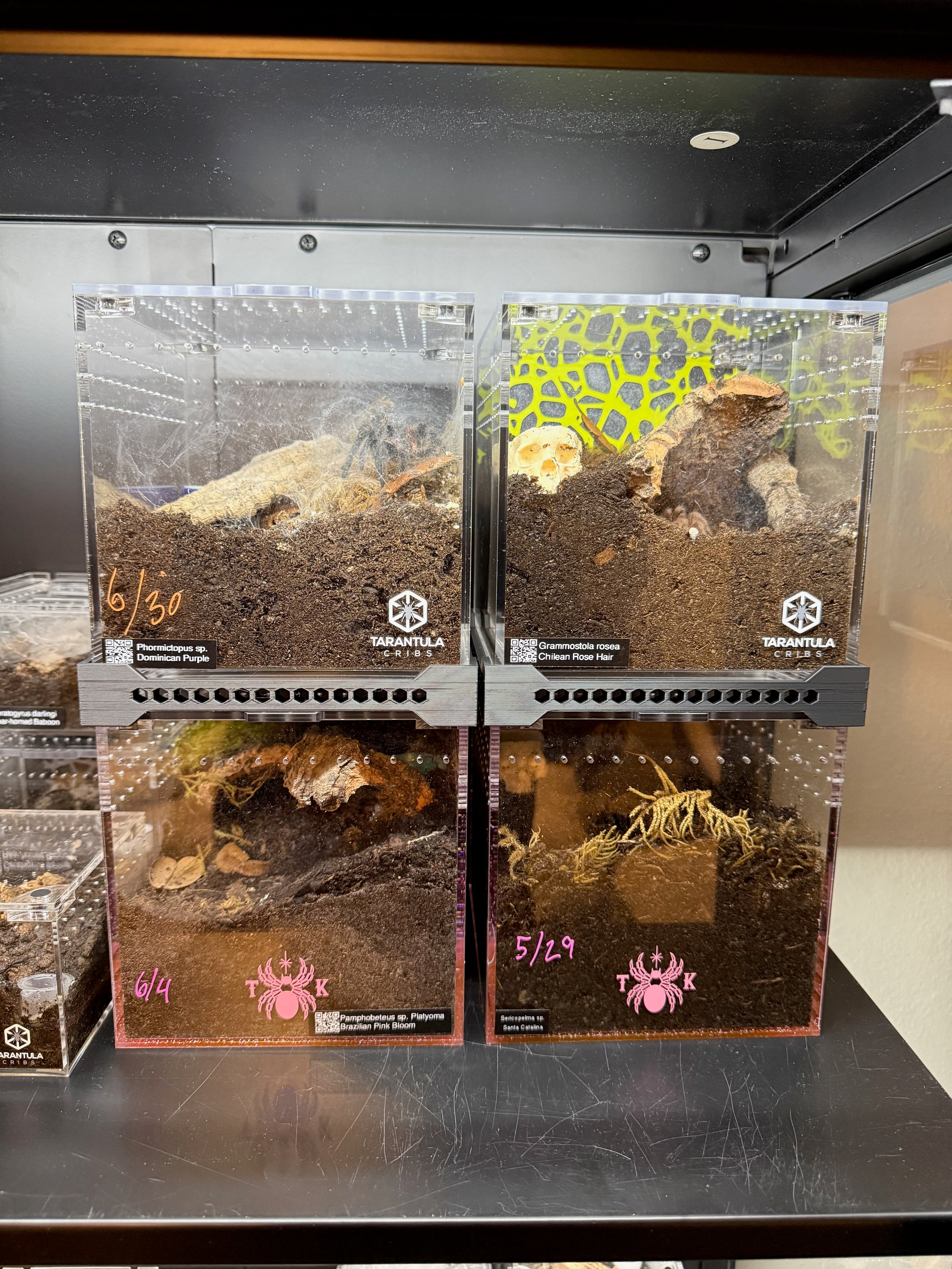 Tarantula Cribs Stacker – Space-Saving Enclosure Riser with Airflow Vents