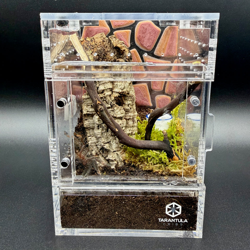 Stone Wall (Inside Mount) - Tarantula Cribs Background