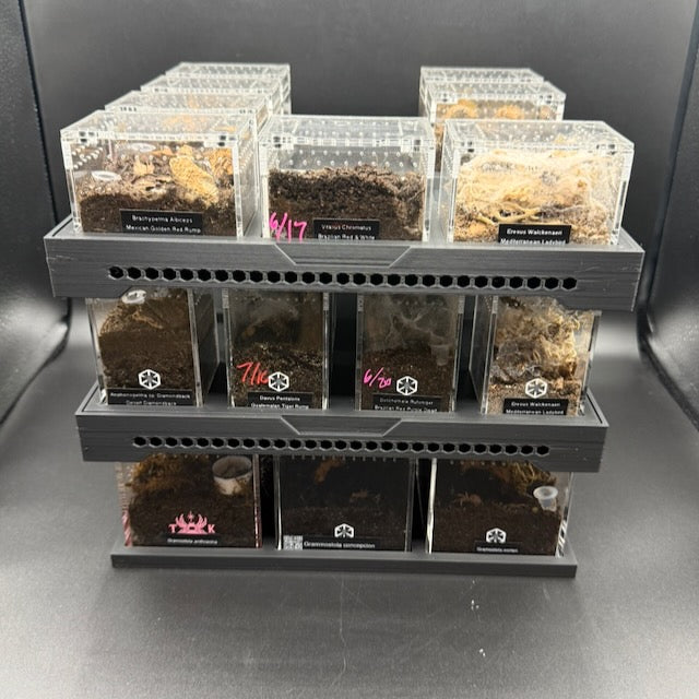 Stackable Tray System for Tarantula Cribs (Large)  - stackable organizer trays for TC Sling enclosures (Made to order)
